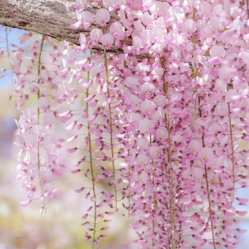 🌸WISTERIA - THE GARDEN’S CASCADING BEAUTY ALL YEAR ROUND