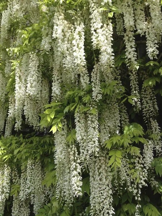 🌸WISTERIA - THE GARDEN’S CASCADING BEAUTY ALL YEAR ROUND