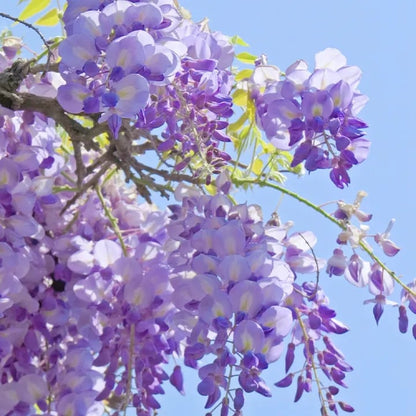 🌸WISTERIA - THE GARDEN’S CASCADING BEAUTY ALL YEAR ROUND