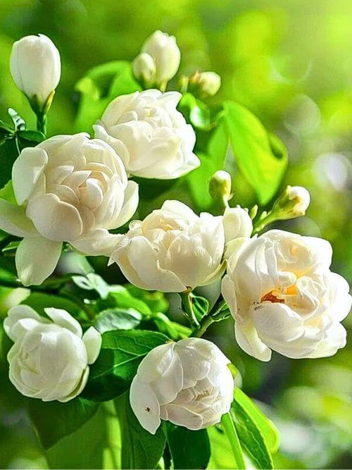 🏆 50K+ SOLD! 🌿❄️ FrostCharm Jasmine Seeds – Winter Planting, Perennial Blooms & Fragrant Garden Elegance 🌸