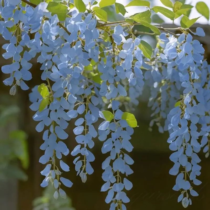 🌸WISTERIA - THE GARDEN’S CASCADING BEAUTY ALL YEAR ROUND