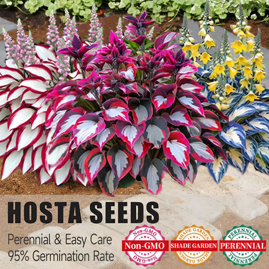 🔥Last day clearance🌌Premium Rare Hosta Seeds - Shade Plant for Garden