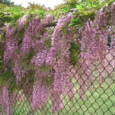 🌸WISTERIA - THE GARDEN’S CASCADING BEAUTY ALL YEAR ROUND